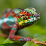 Chameleon on a leaf with green and red tones https://flickr.com/photos/michaels_bilder_aus_aller_welt/10760876543